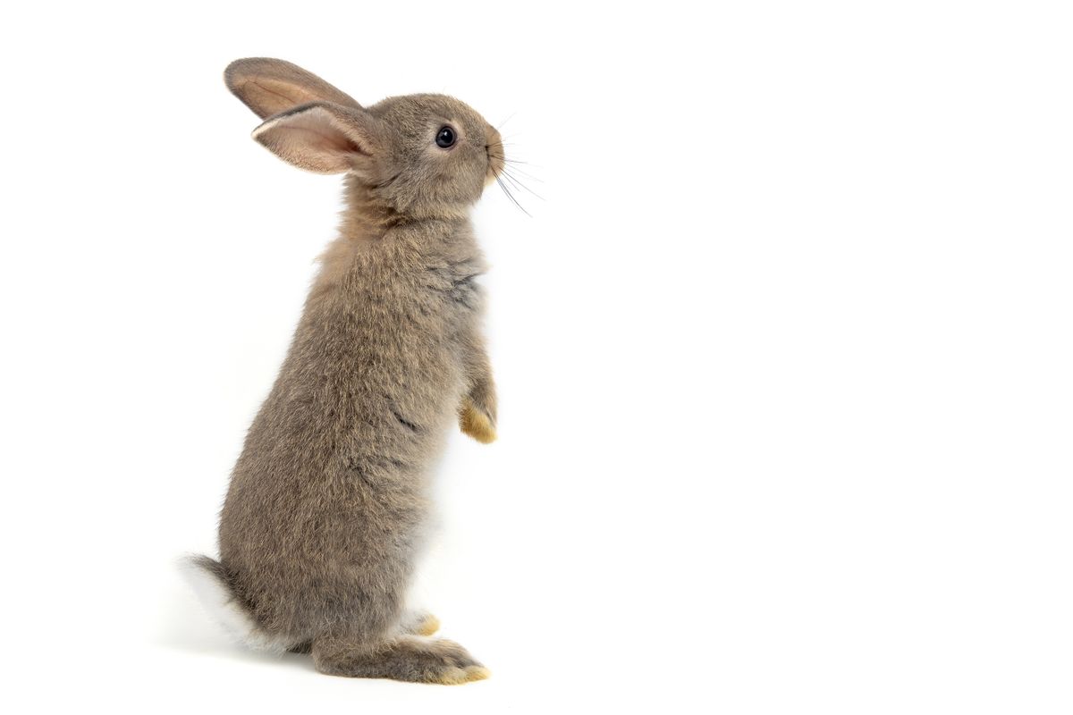 Hase - Termine nur nach Vereinbarung