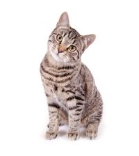 Katze - Tierarztpraxis für Kleintiere in Echzell